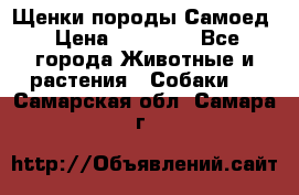 Щенки породы Самоед › Цена ­ 20 000 - Все города Животные и растения » Собаки   . Самарская обл.,Самара г.